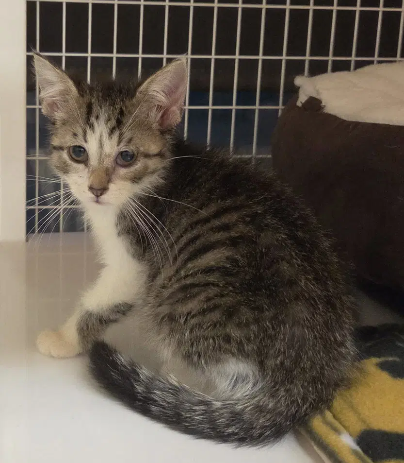 Moana Available - Domestic Short Hair