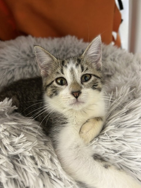 Moana (Available 10/09/26), a cat for adoption from Safe Haven of Iowa County