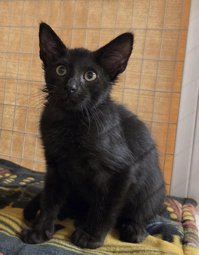 Maui Available