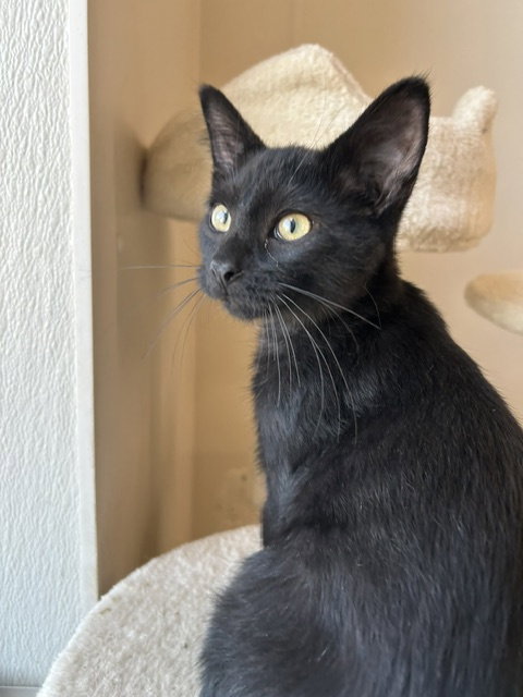 Maui (Available 10/09/26), a cat for adoption from Safe Haven of Iowa County