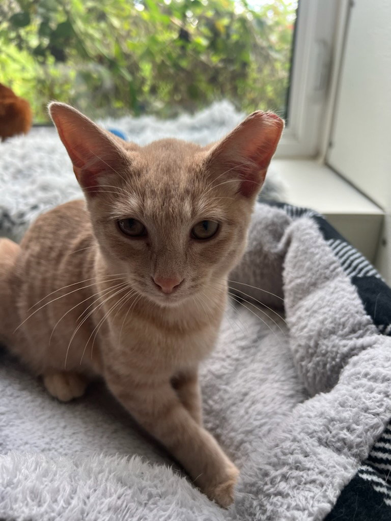 Sandy, Domestic Short Hair