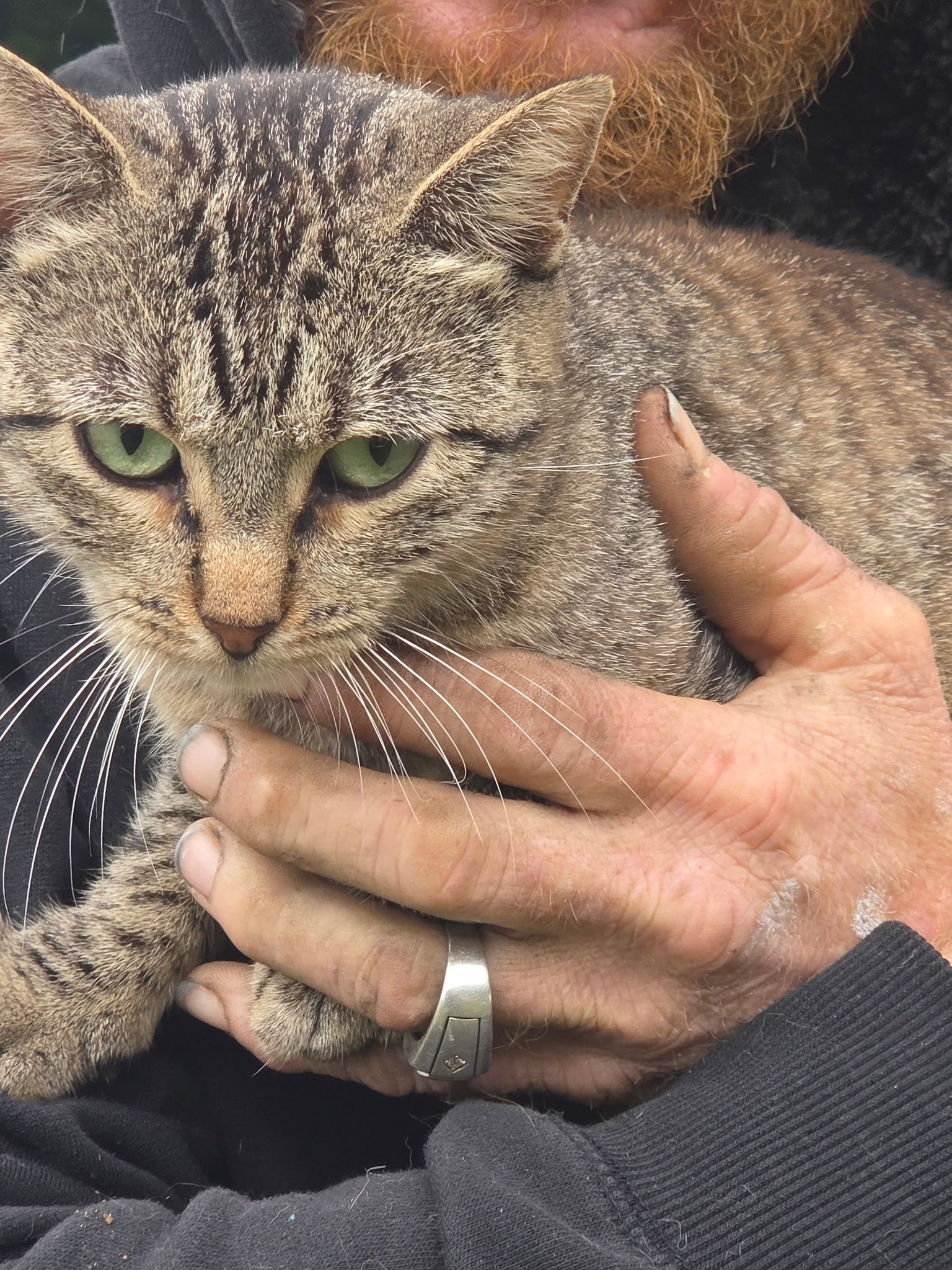 Punky (Available date: TBD), Tabby