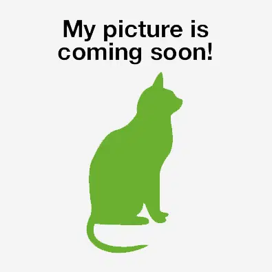 Minnie Pearl Available - Domestic Short Hair