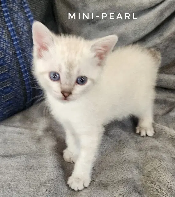 Minnie Pearl Available - Domestic Short Hair