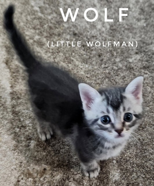 Wolf (Available 11/13/26)