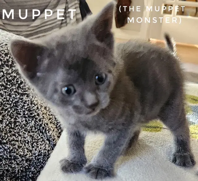 Muppet Available - Domestic Short Hair
