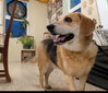 Hunter (Bonded with Jack)