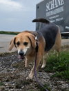 Hunter (Bonded with Jack)