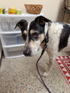Jack (Bonded with Hunter)