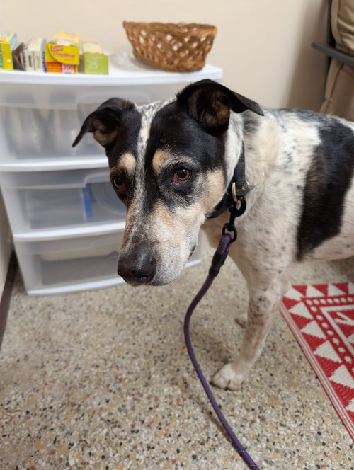 Photo 2 of Jack (Bonded with Hunter)