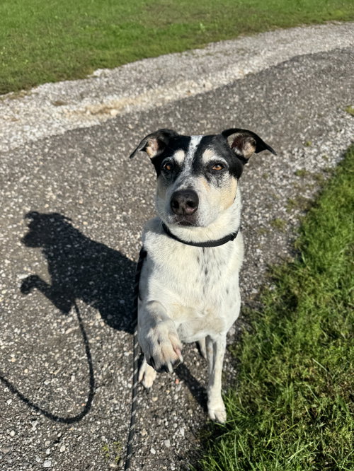 Jack (bonded With Hunter)
