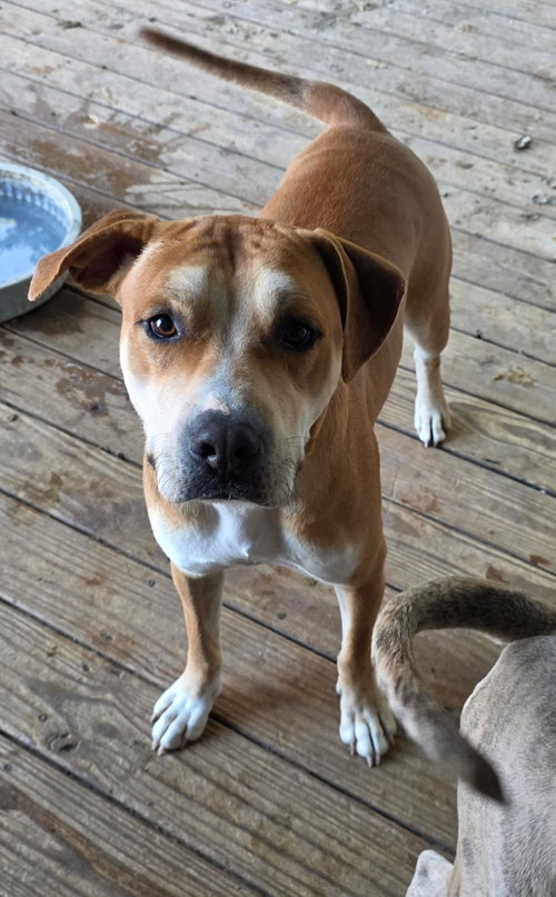 Brownie (courtesy Listing)