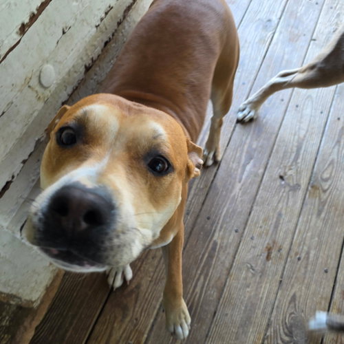 Photo 2 of Brownie (Courtesy Listing)
