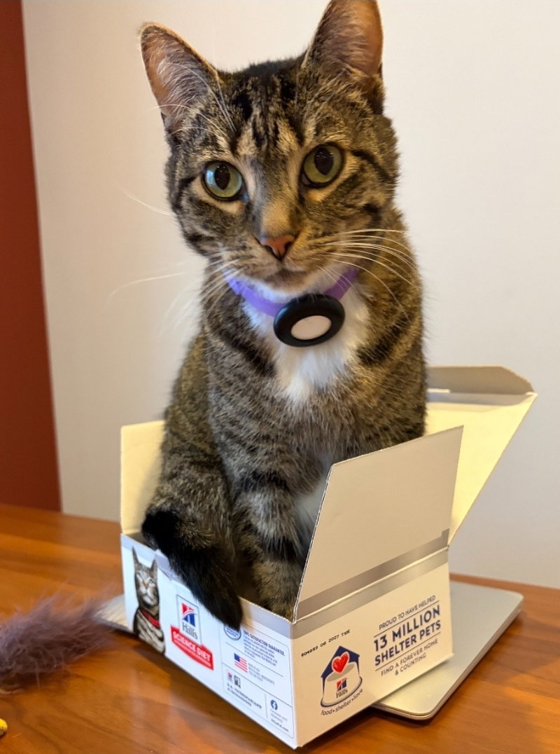 Aly, a female cat up for adoption