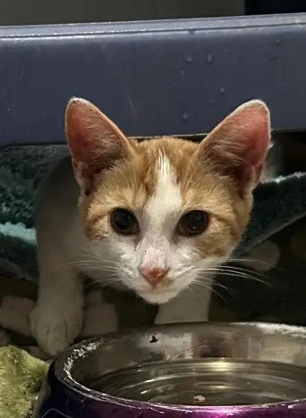 Handsome Available - Domestic Short Hair