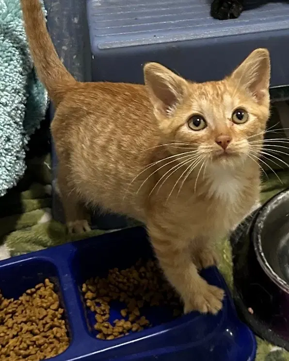 Dapper Available - Domestic Short Hair