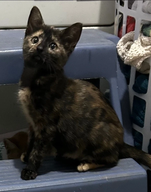 Gorgeous Available