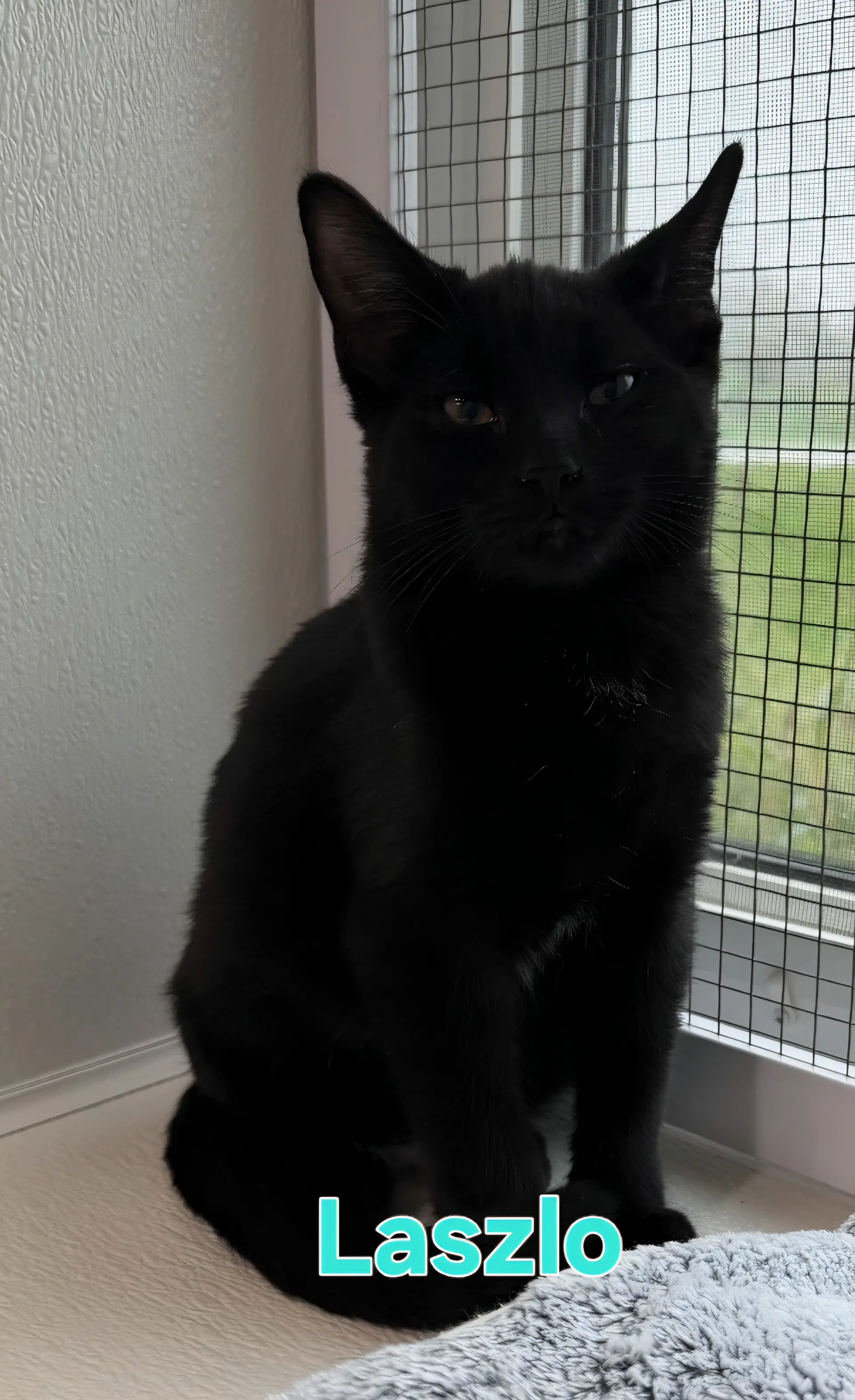 Laszlo - Domestic Short Hair
