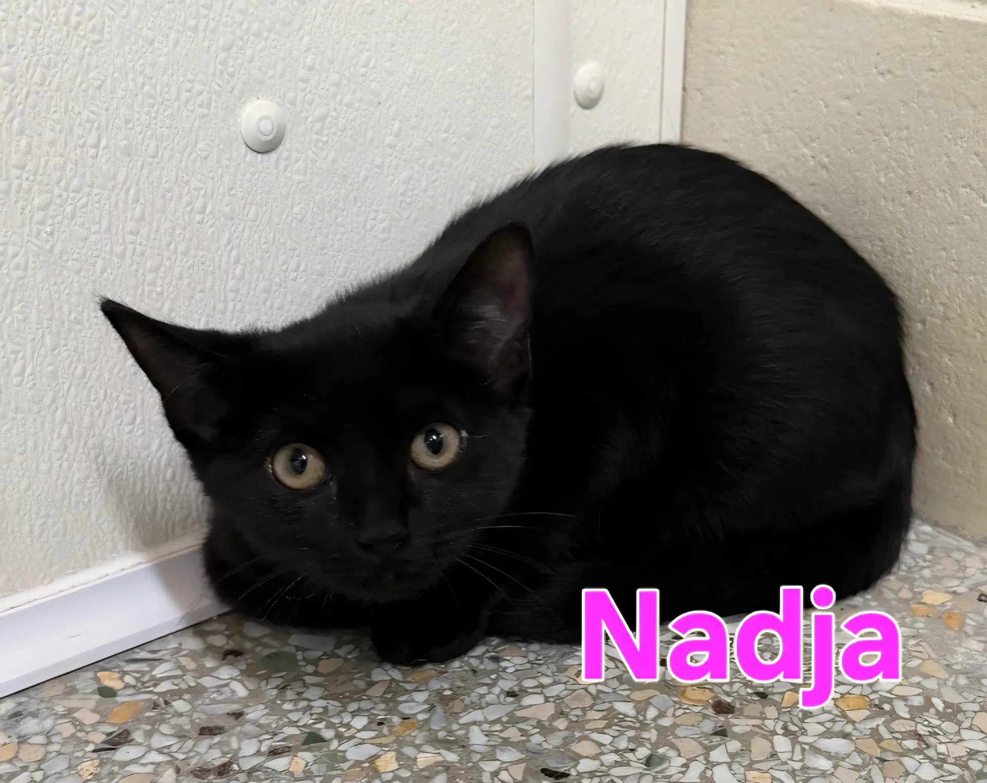 Nadja Available - Domestic Short Hair