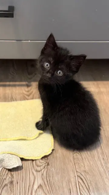 Chip Available - Domestic Short Hair