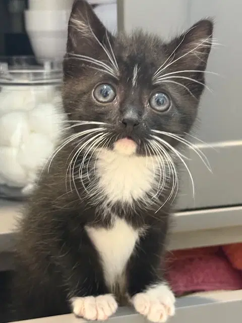 Dale Available - Domestic Short Hair