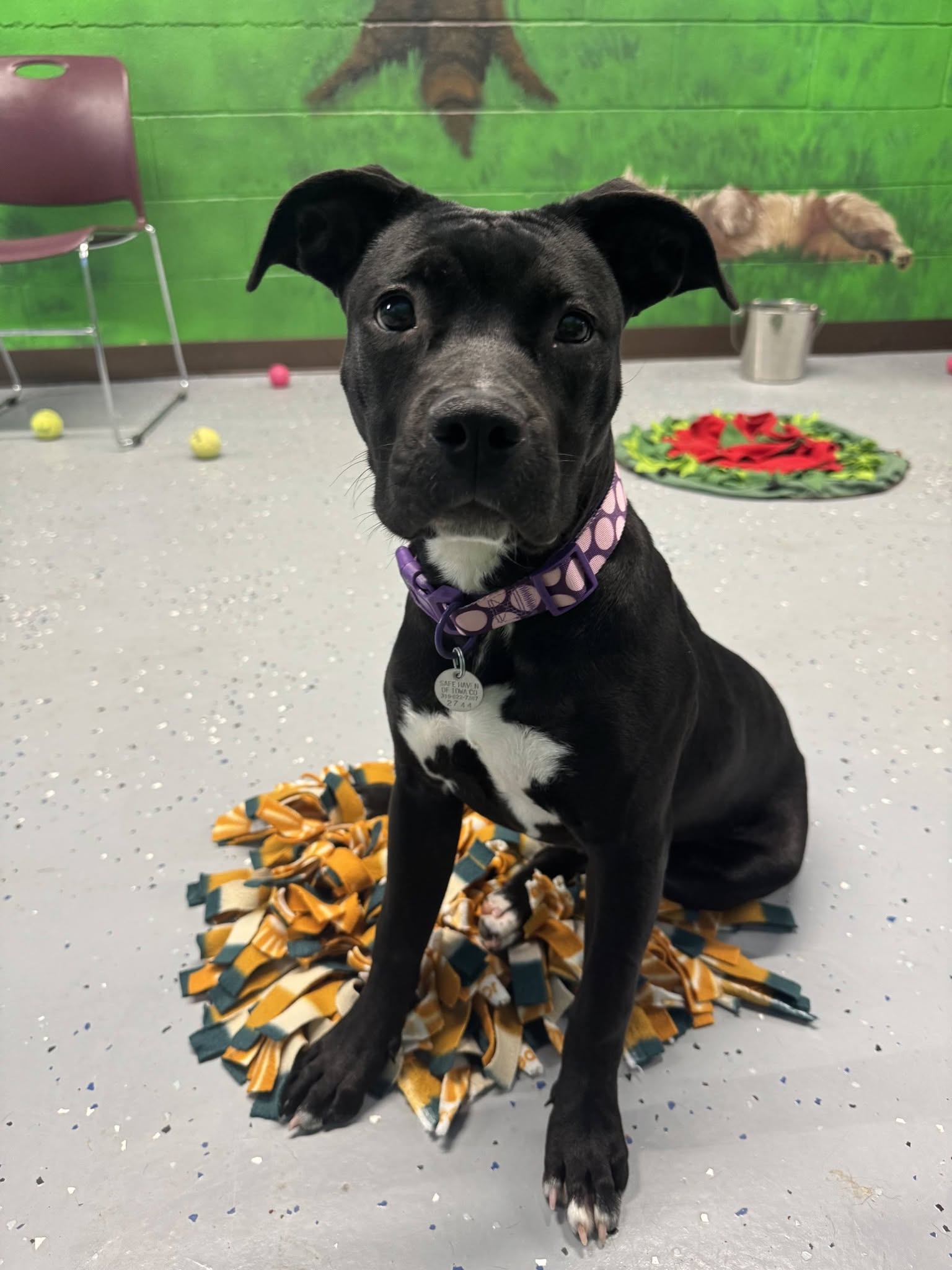Stella