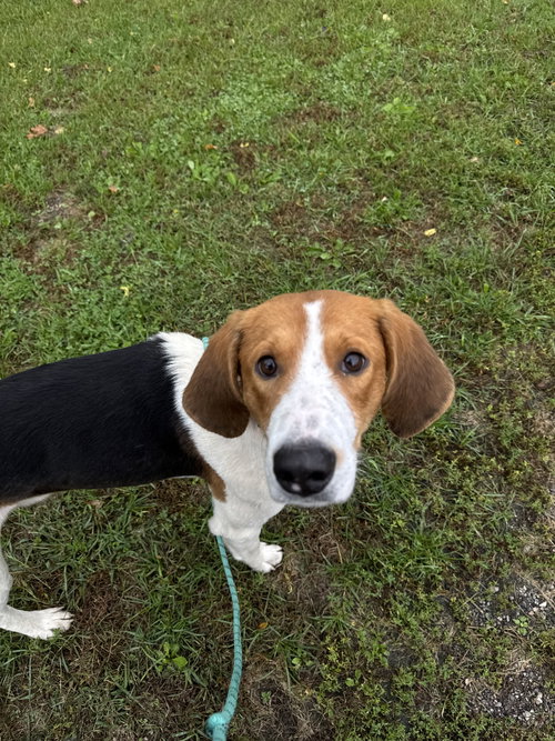 Buddy (available Tbd)
