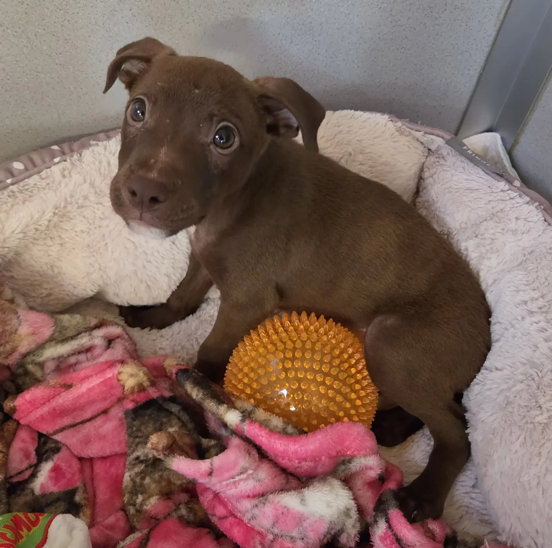 Mavis Available - Terrier/Pittie Mix