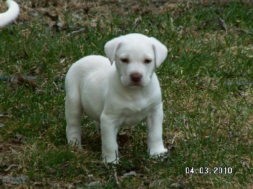 Corky