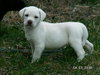 Corky