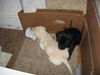 Lab Puppies (Courtesy Listing)