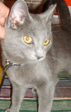 Curtis (Herman)