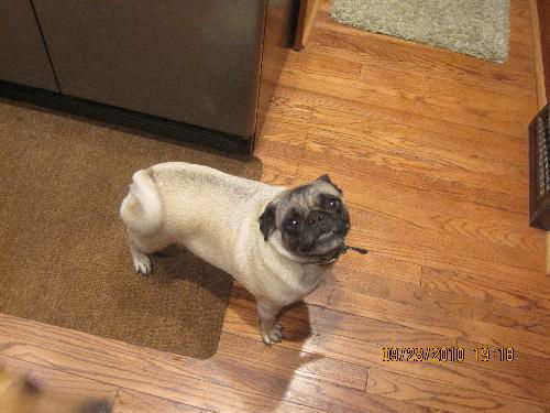 Wilson-pug