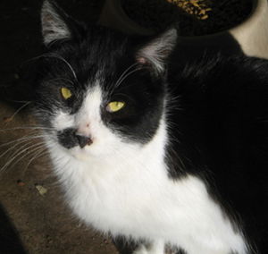 Smudge