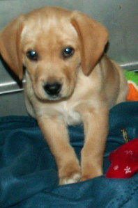 Junior