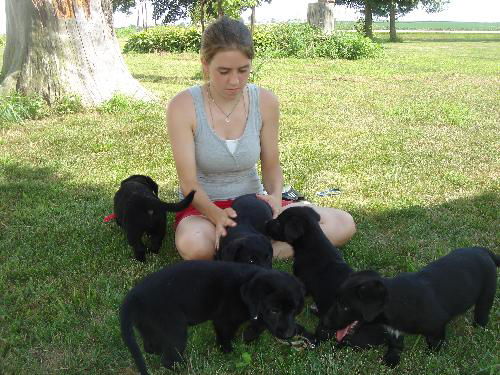 Betsy's 5 Puppies