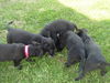 Betsy's 5 Puppies