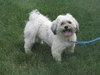 Corky