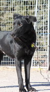 Molly (black lab)