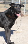 Molly (black lab)