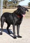 Molly (black lab)