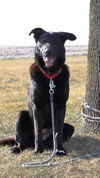 Molly (black lab)