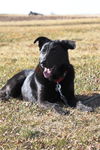 Molly (black lab)