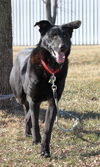 Molly (black lab)