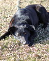 Molly (black lab)