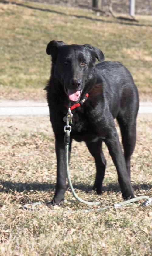 Molly (black lab)