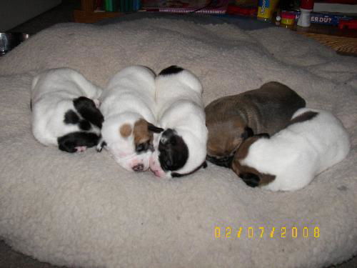 Mixed Breed Puppies