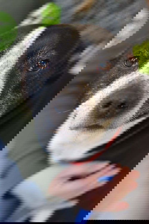 Zeek
