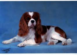 Cavalier King Charles Spaniels