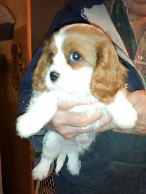 Cavalier Puppy #1 (Courtsey Listing)